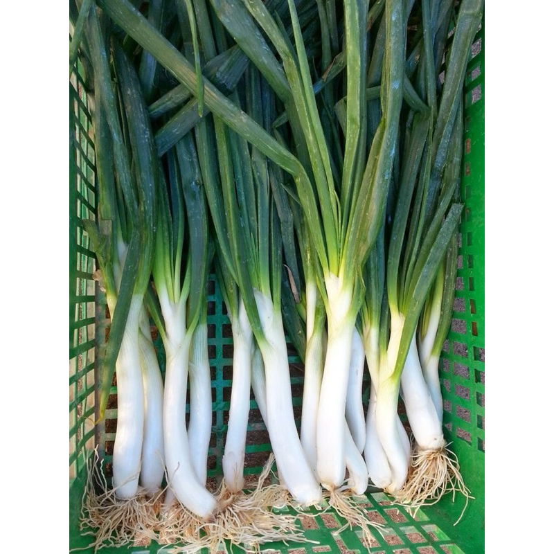 

bawang daun prei segar berkualitas