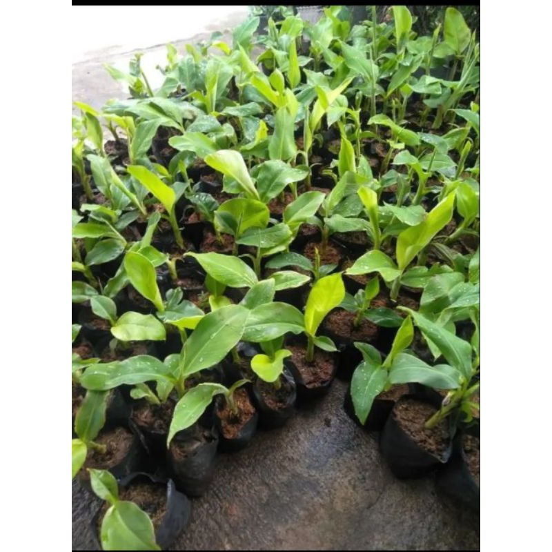 Promo bibit pohon pisang merah bibit unggul