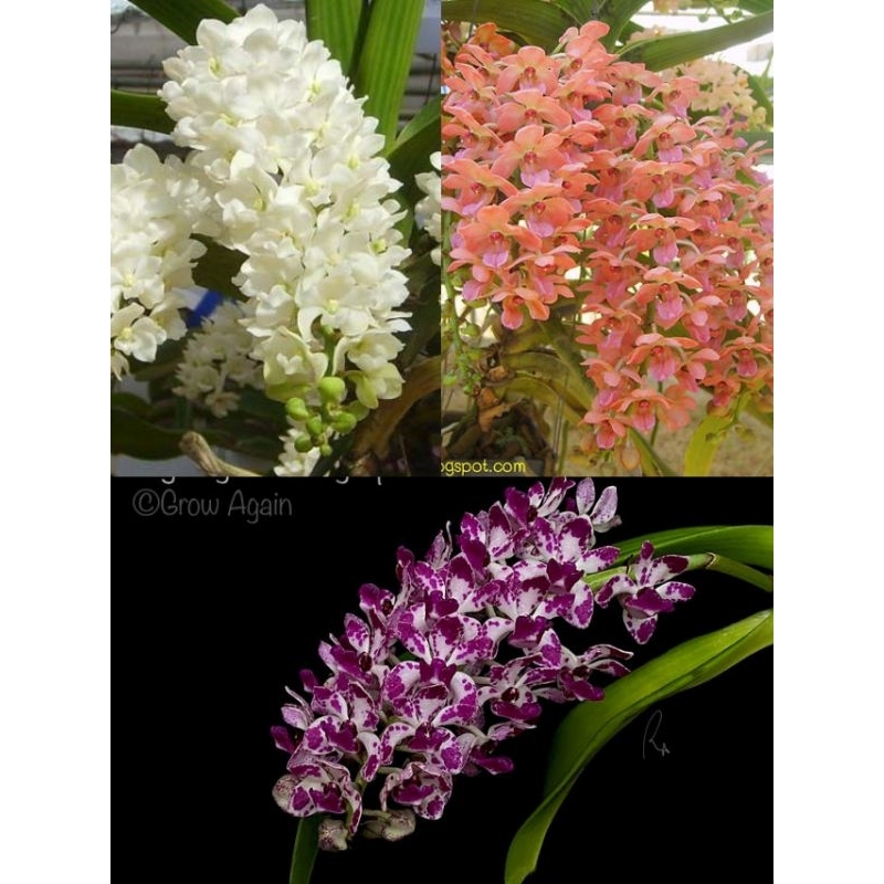 Rhynchostylis Gigantea dewasa ada 3 varian