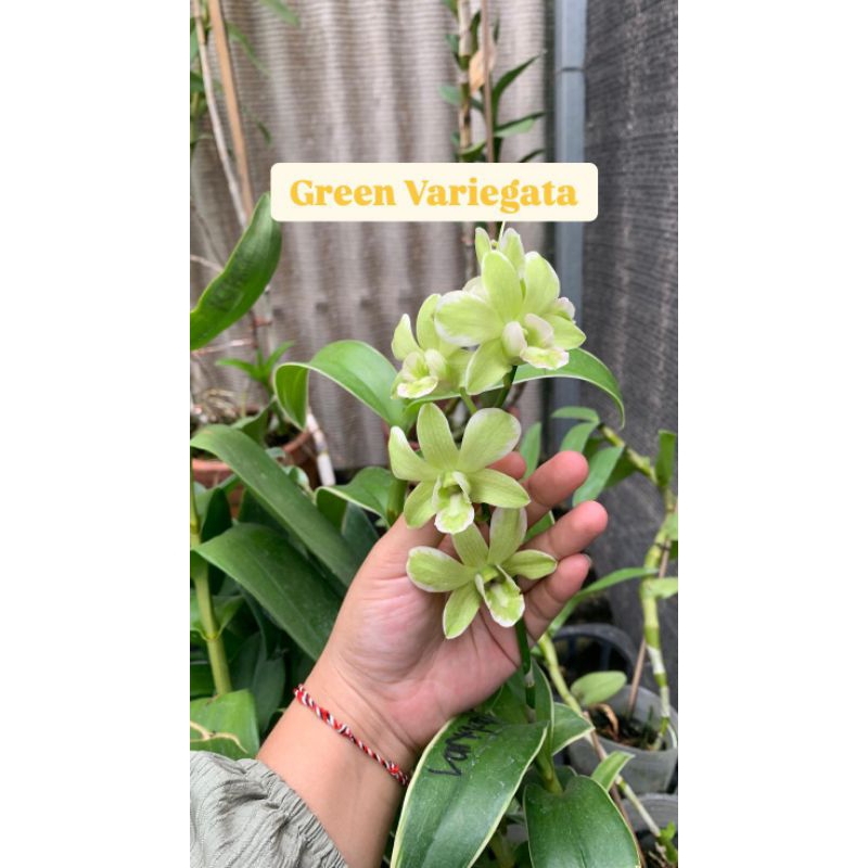 tanaman hias anggrek dendrobium dewasa tanaman hias anggrek green variegata