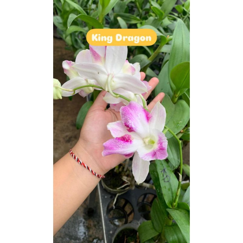 anggrek dendrobium king dragon tanaman hias anggrek