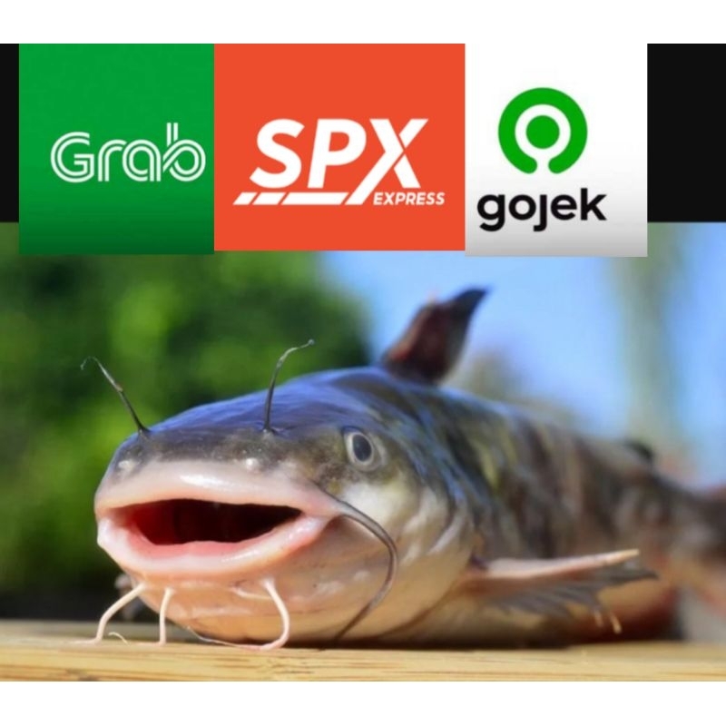 

ikan Lele Hidup 1 Kg