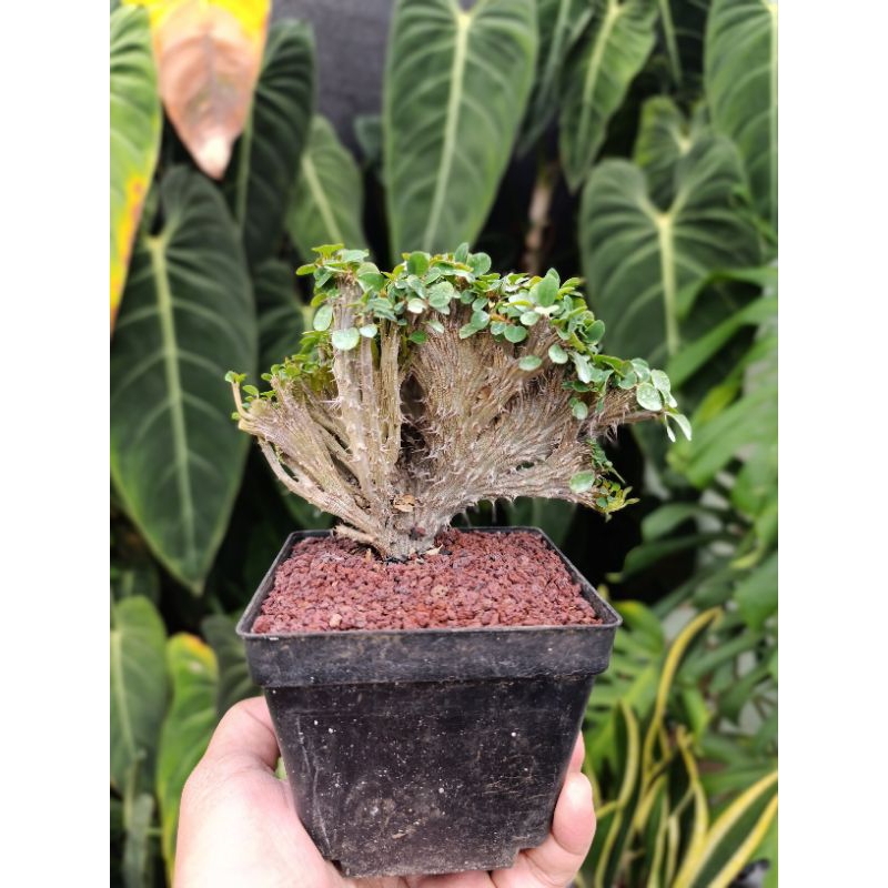 euphorbia milii crested KAKTUS SUKULENT TANAMAN HIAS