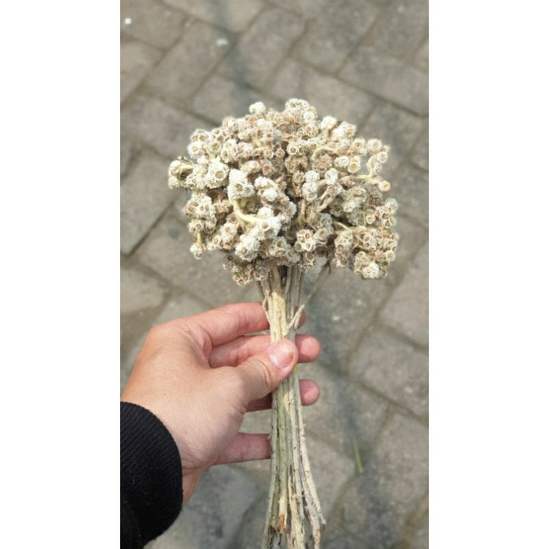 BUNGA EDELWES KERING SIZE KECIL