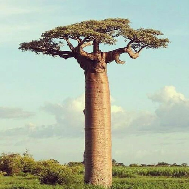 Bibit pohon Baobab/kaki gajah tinggi 50cm-1mter