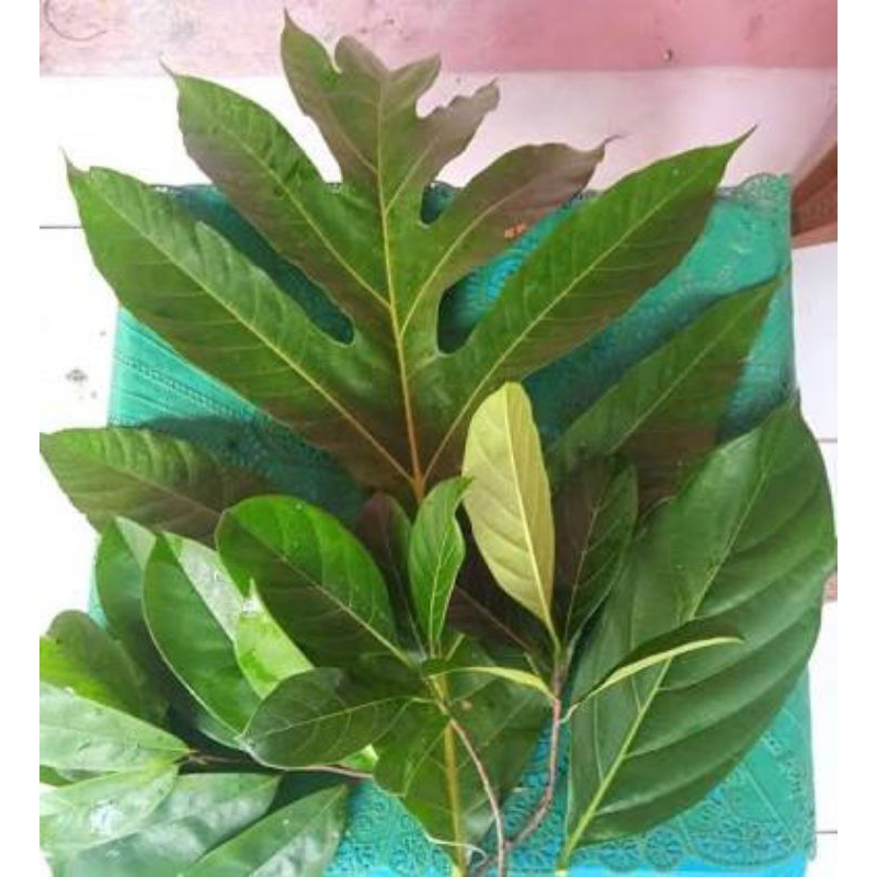 

daun sukun obat herbal segar10 lembar