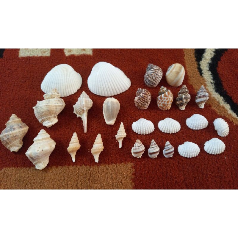 cangkang kelomang /cangkang keong sepaket termurah