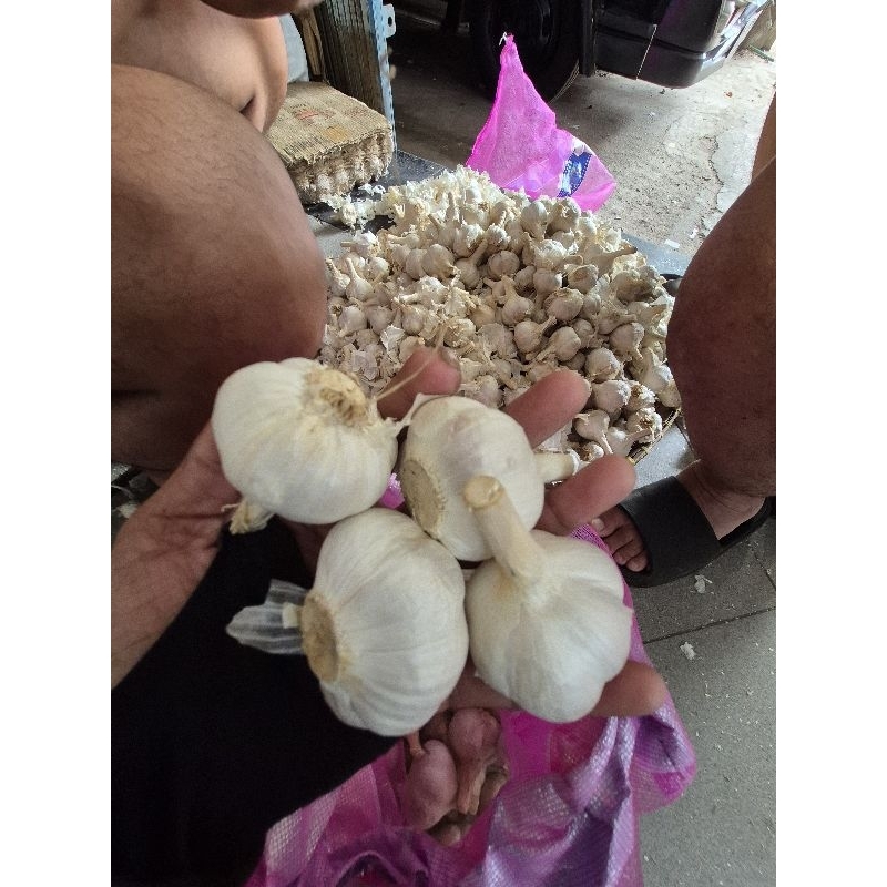 

RB Bawang Kating Impor Dari Cina