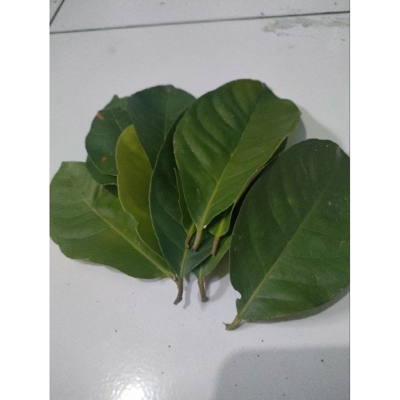 

Daun Salam 50 Lembar Fresh Baru Petik