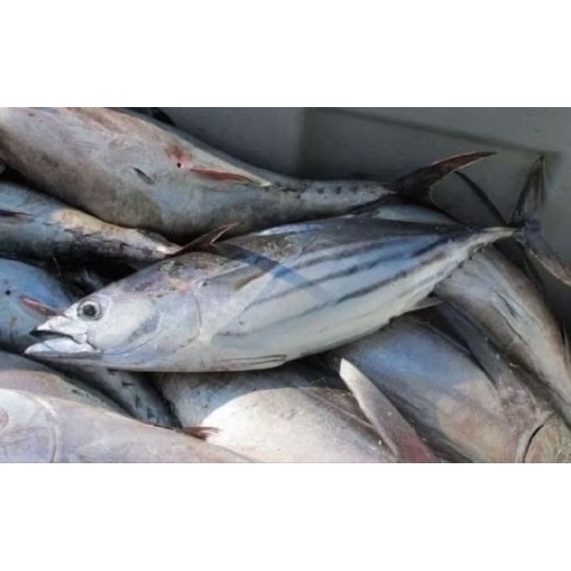 

ikan cakalang jumbo