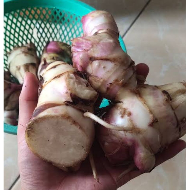 

Umbi ganyong merah segar 500 gram