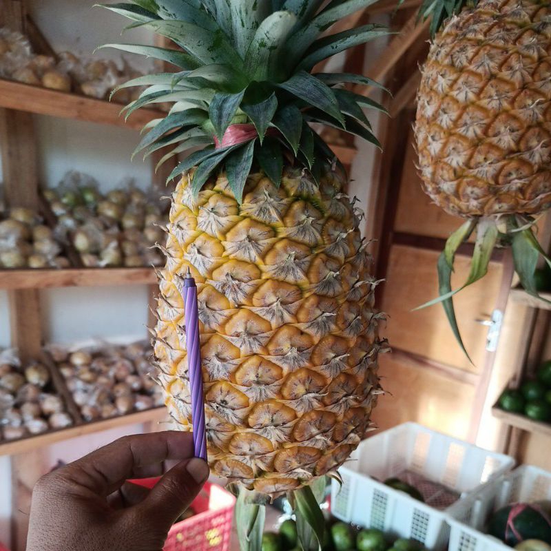 

nanasmadujember