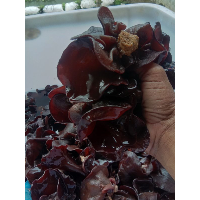 

JAMUR KUPING SEGAR Rp 13.000 / 500gr