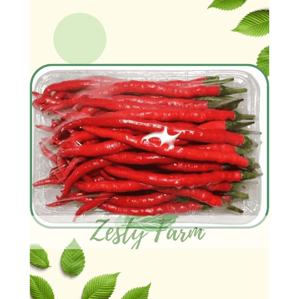 

CABE KERITING SEGAR | Langsung dari kebun | 100 GRAM