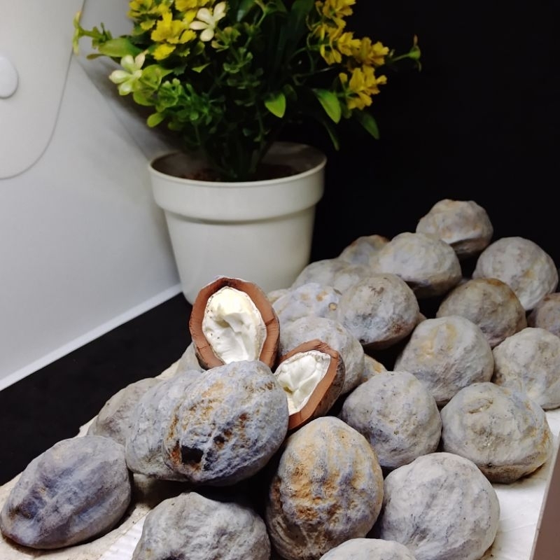 Bibit Muncang Dampa Jayanti Kebo X Pait