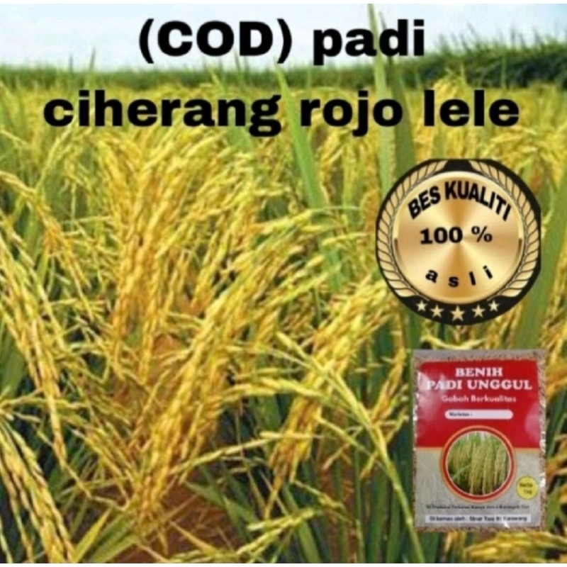 BENIH BIBIT PADI ROJO LELE PER 1KG