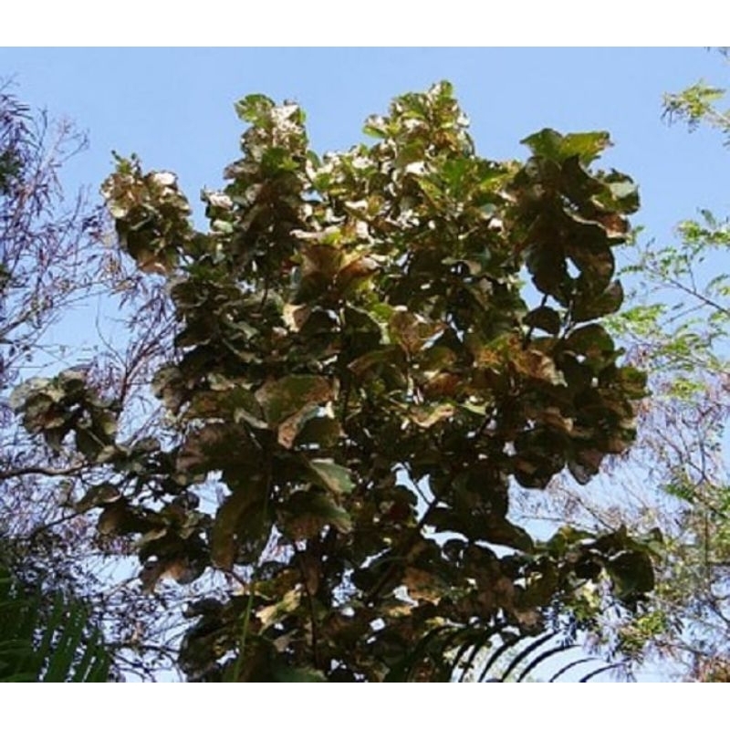 

MURAH!!! 500 GRAM DAUN JATI