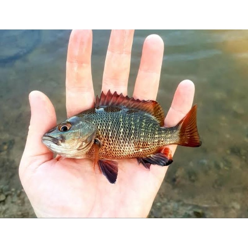 Mangrove Jack 8-15cm (bw)