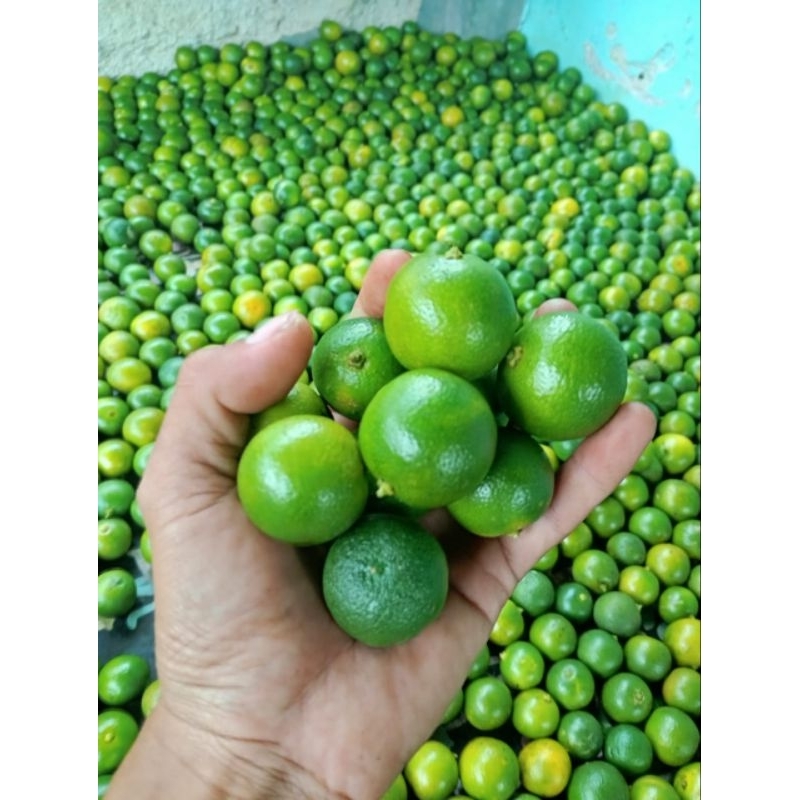 

jeruk Sunkist Kasturi murah 1kg super Sedang BACA DESKRIPSI