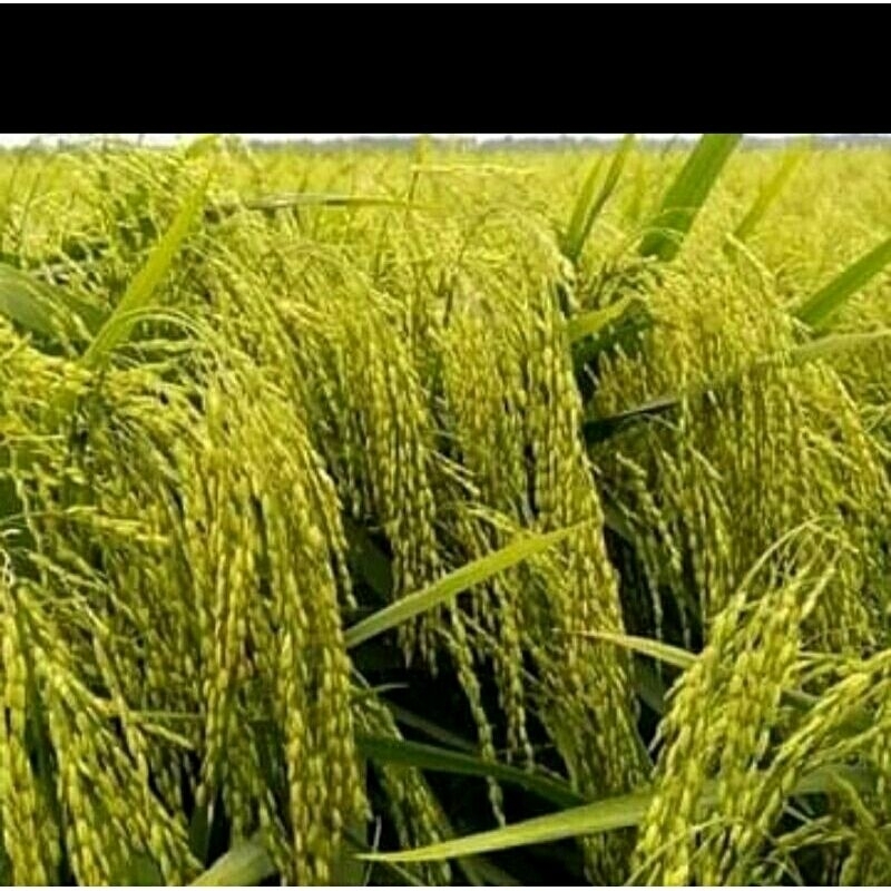 BENIH PADI BLACK MADRAS KEMASAN 1KG