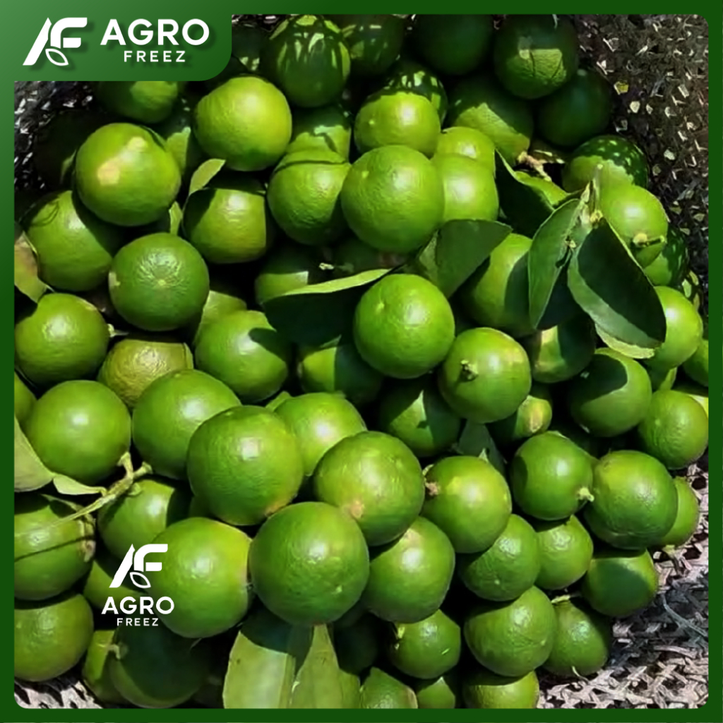 

jeruk nipis segar 1kg - Agro Freez