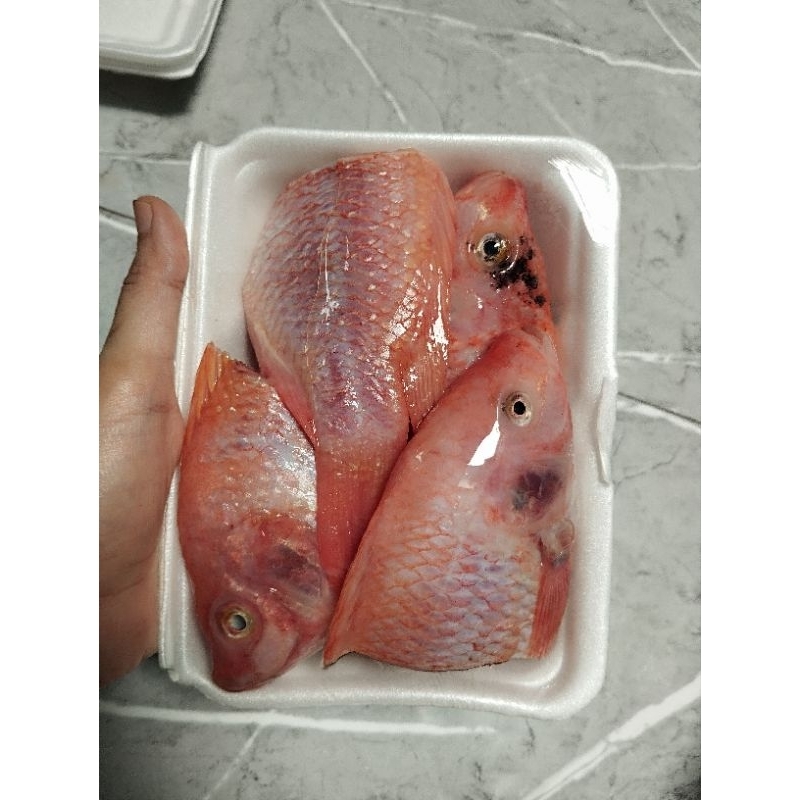 

Aneka Ikan dan Seafood KIRIM INSTAN