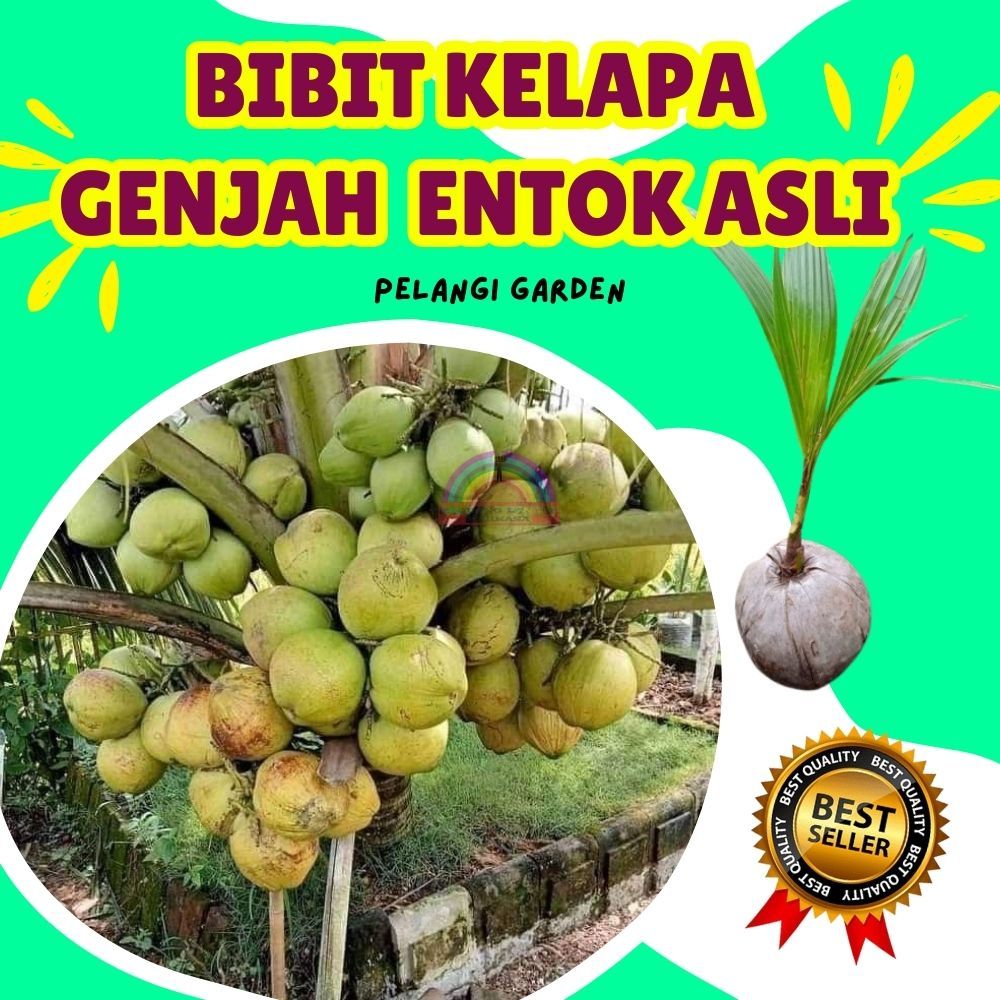 TERBAIK.. Benih Kelapa Degan, Benih Kelapa Degan Ijo