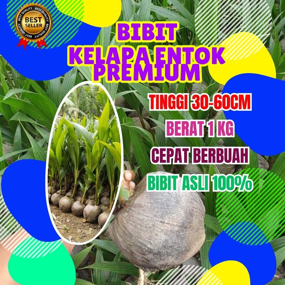 CEPAT PANEN.. Benih Kelapa Entok Asli, Benih Kelapa Entok Anakan