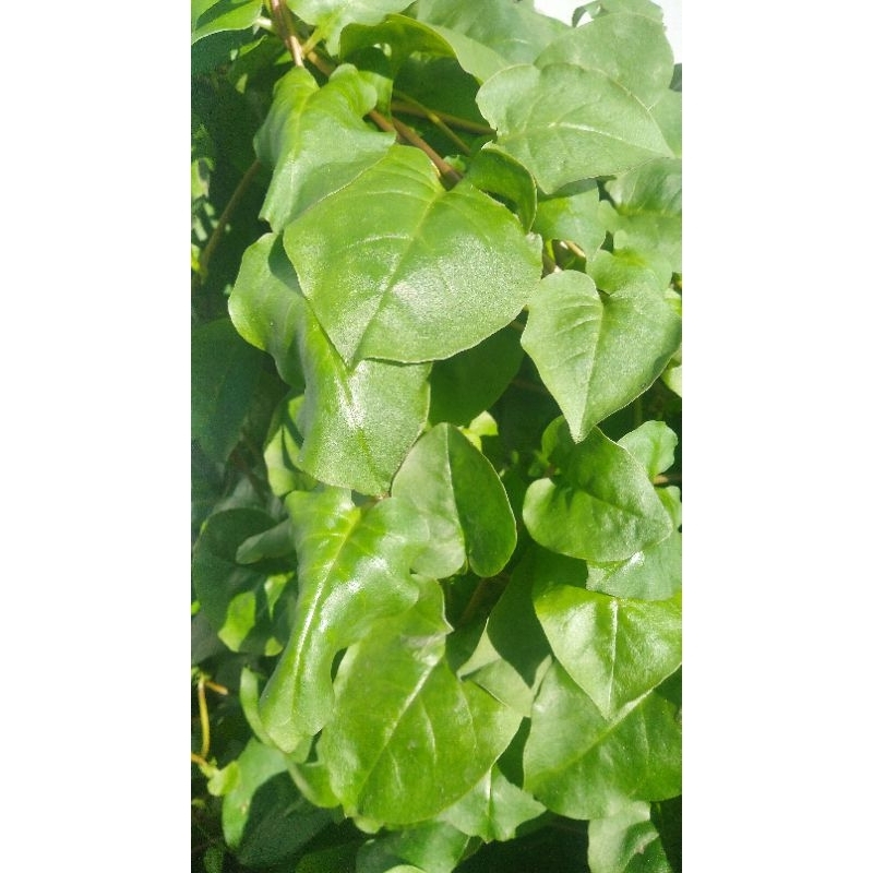 

Daun Binahong segar baru petik