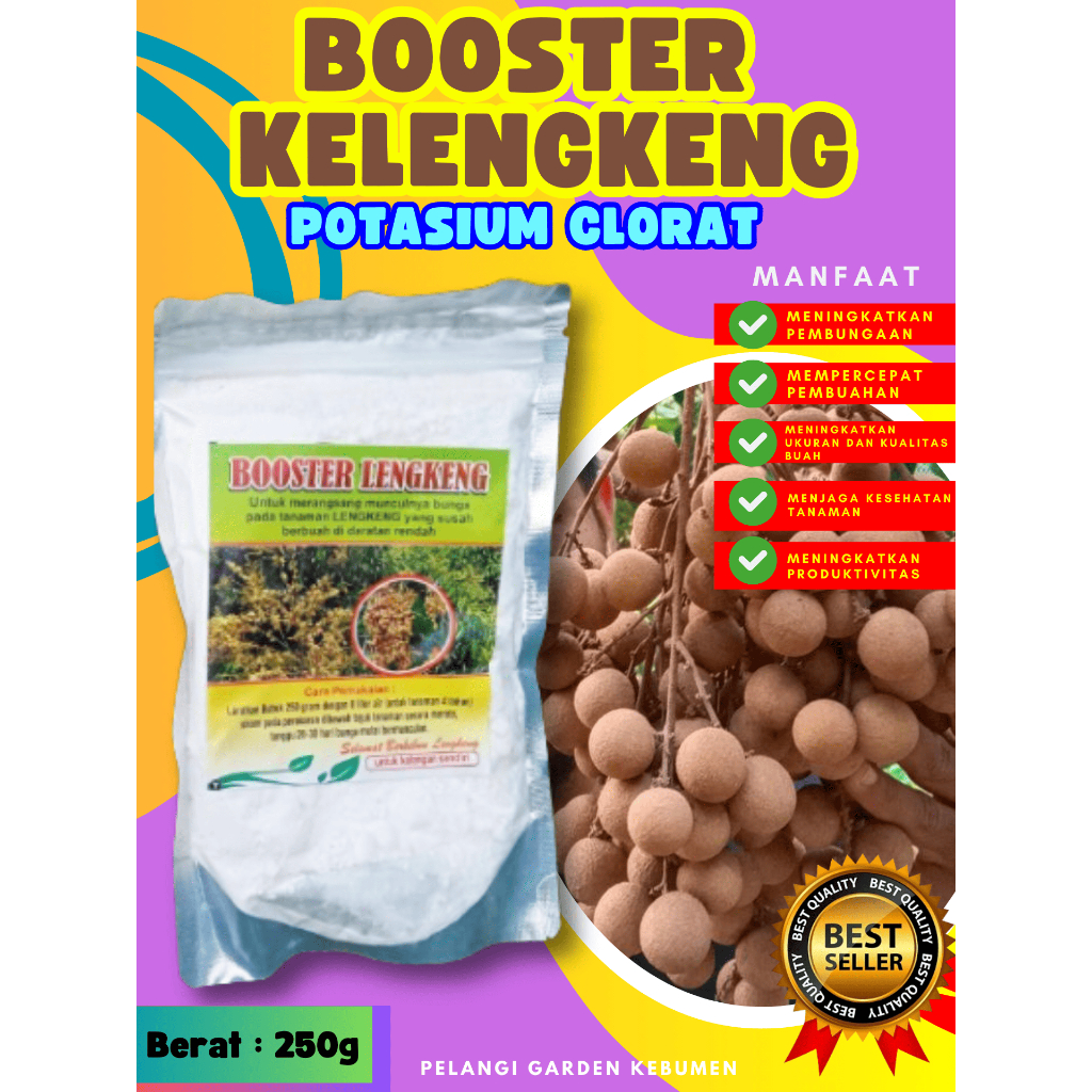 SOLUSI AMPUH  Booster Buah Kelengkeng Cangkok, Booster Buah Kelengkeng Cangkok Batang Besar Berbuah