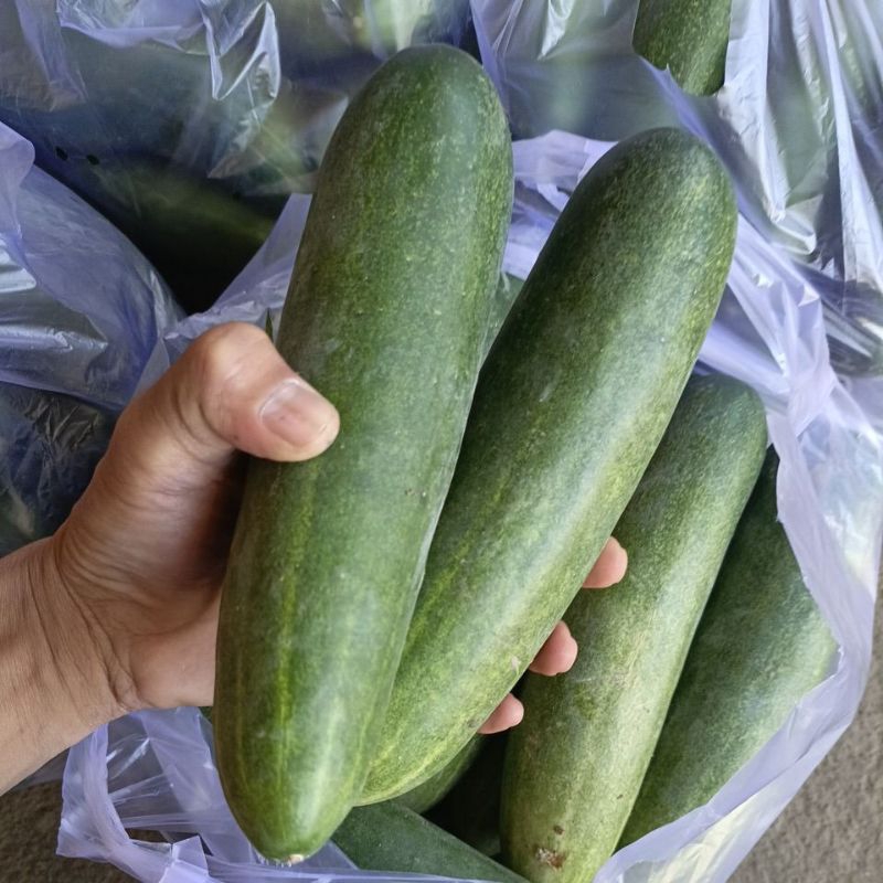 

timun hijau 1 kg