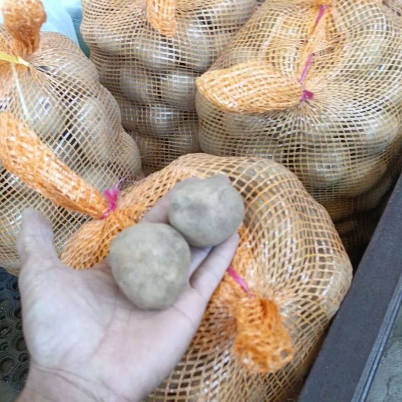 

kentang tengger ukuran PL 1 KG