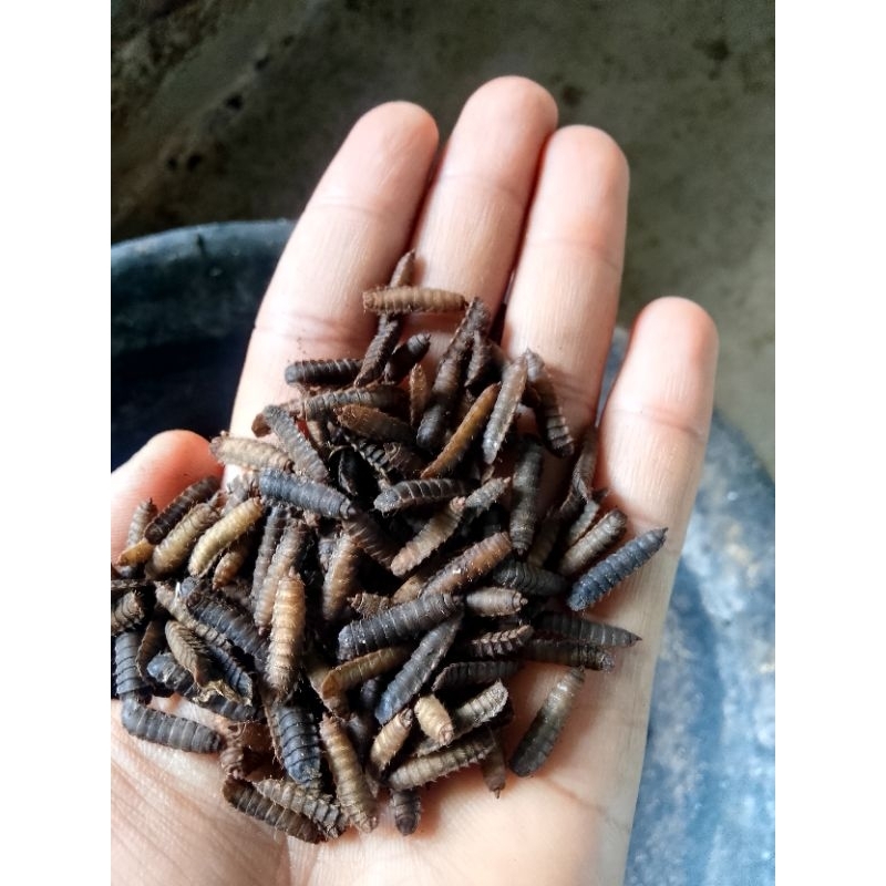 prepupa/pupa lalat bsf