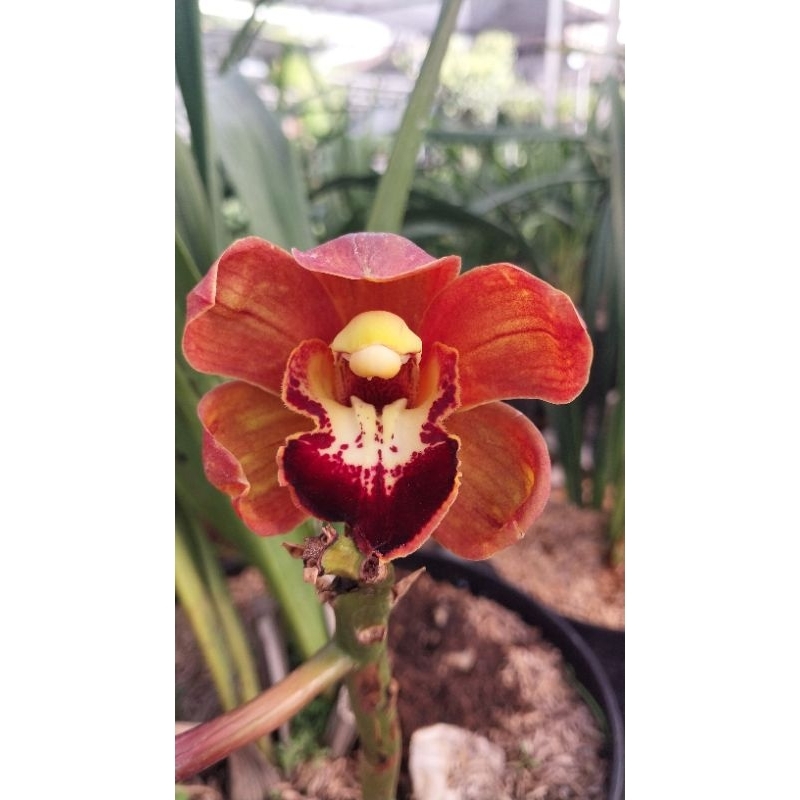 Anggrek Cymbidium Koleksi Merah