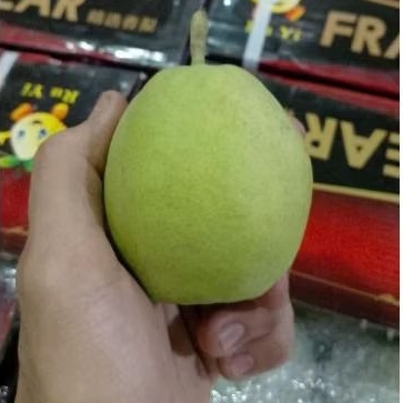 Buah Pear Xiangli mutu terbaik Jual Per 1 Dus karton