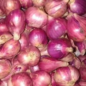 

Bawang merah besar brebes 1kg
