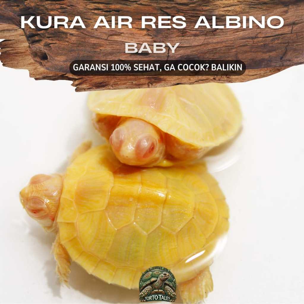 PELET MAKANAN RES ALBINO BRAZIL RESBINO BABY