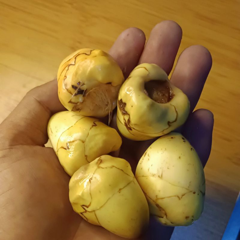 

Beluluk kelapa/Tembuluk kelapa kecil/gading dan hijau segar fresh dipetik dadakan saat dipesan per 1 pcs