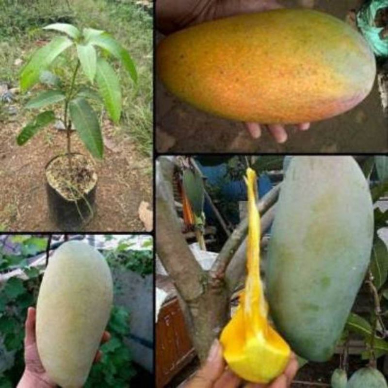 bibit mangga kiojay hasil cangkok siap tanam