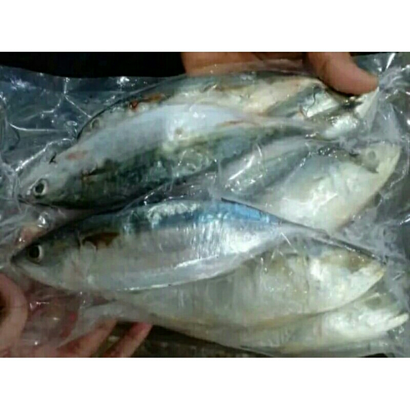 

Ikan kembung fresh segar beku frozen 1kg
