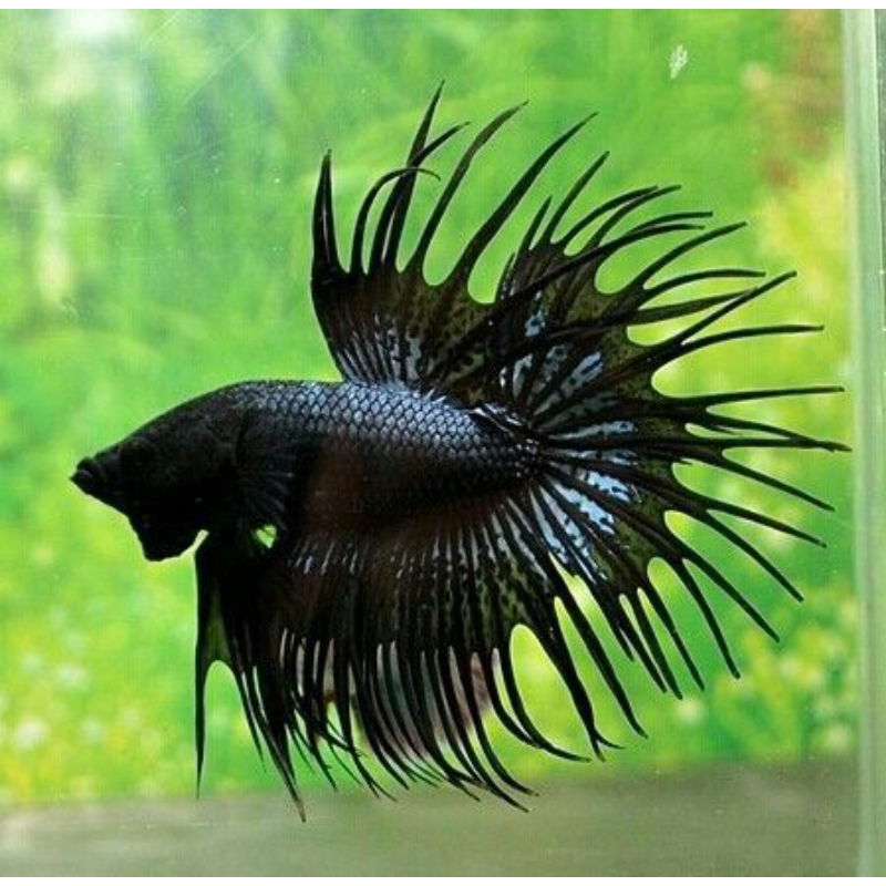 CT BLACK ORCHID JANTAN