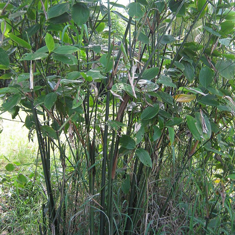 

100 g daun bemban