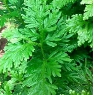 

daun ceker ayam 1kg segar