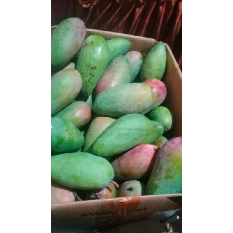 

Mangga Indramayu Mangga Kondisi Mengkal/Mentah - Mangga Gedong Gincu, Harum Manis, Cengkir, Kiojay