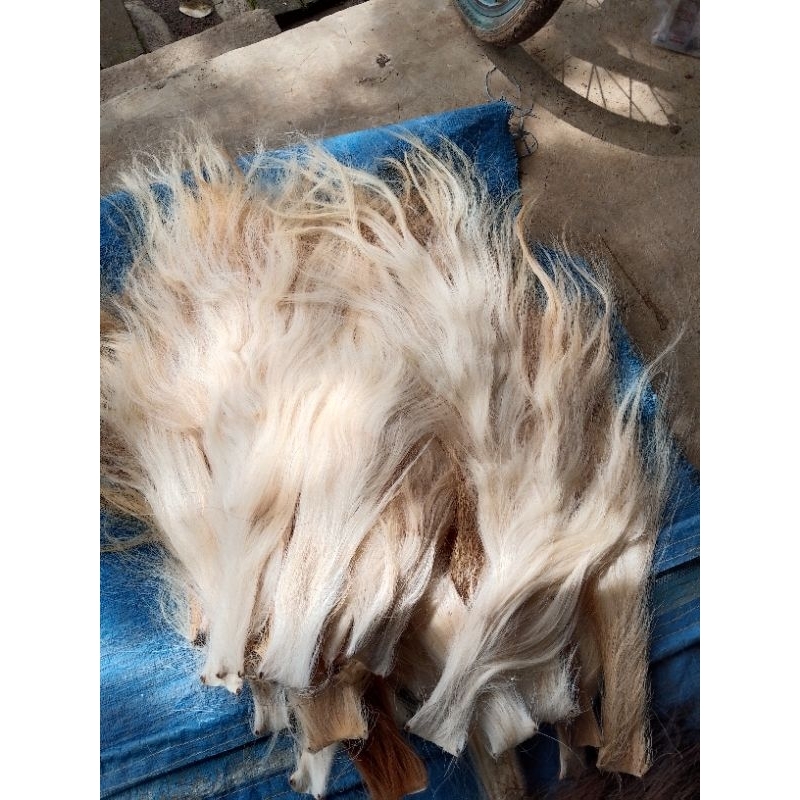ekor sapi kering putih superan