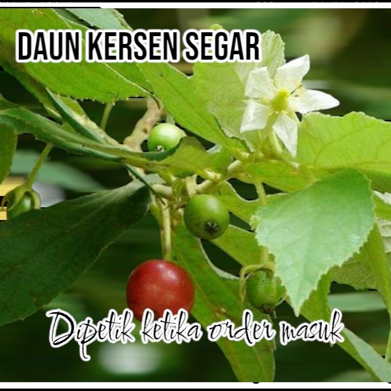 

Daun kersen segar 250gr