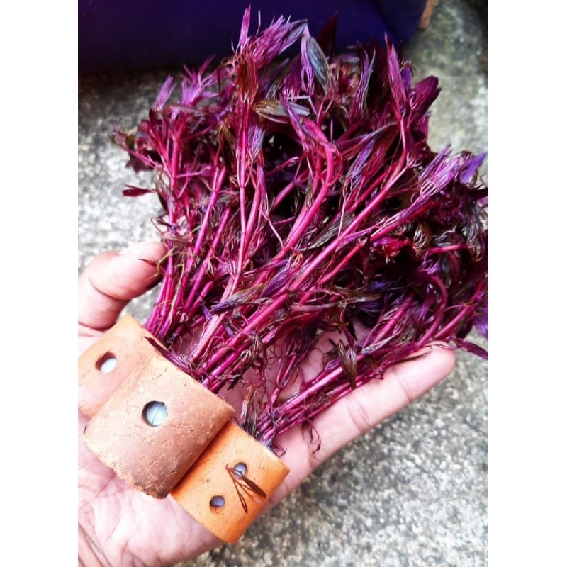 cabomba purcata / cabomba super red / tanaman akuarium / tanaman akuascape / dekorasi akuarium