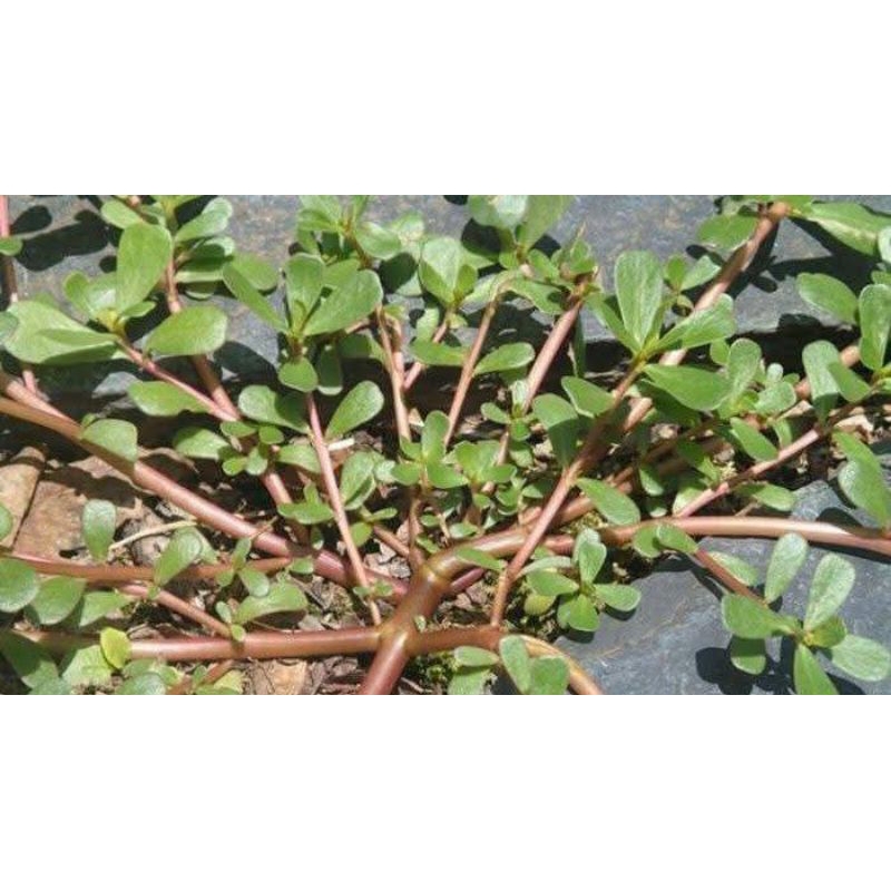 

Daun Krokot Gelang Segar Obat Hepatitis segar