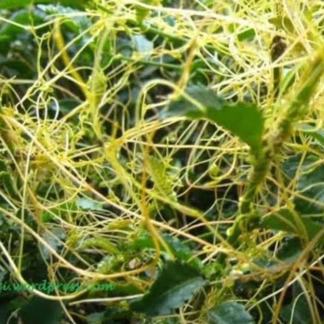 

TERMURAH Tali Putri Kuning / Benalu Kuning 50Gram