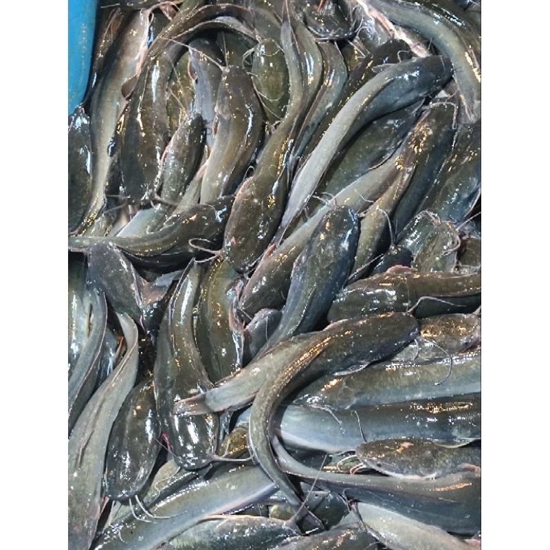 

Ikan Lele Fresh Segar